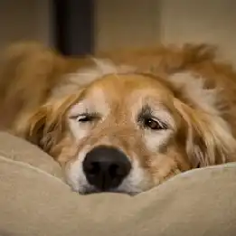 How to Keep Pets off Furniture 
